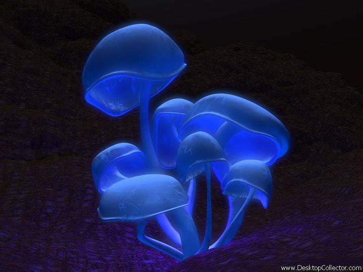 mushroom pot weed_jpg